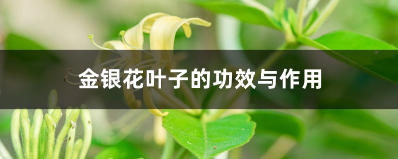 金银花叶子的功效与作用 金银花叶子的功效与作用