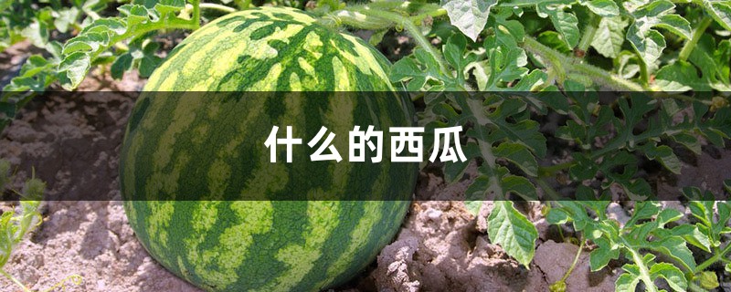 什么的西瓜 什么的西瓜