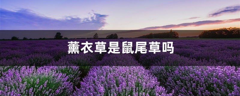 薰衣草是鼠尾草吗 薰衣草是鼠尾草吗