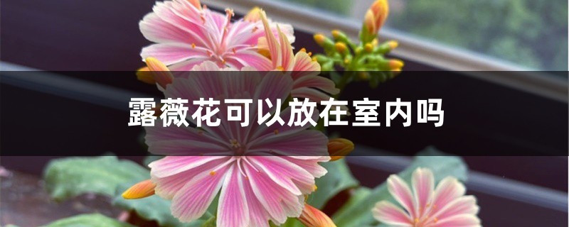 露薇花可以放在室内吗 露薇花可以放在室内吗