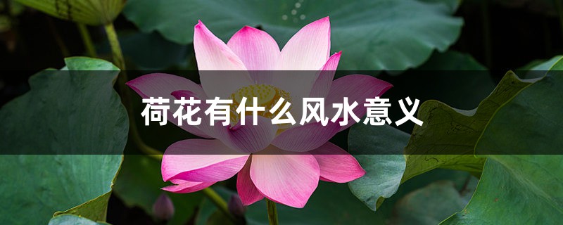 荷花的风水作用和禁忌