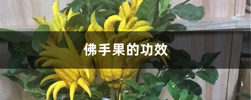 佛手果的功效 佛手果的功效