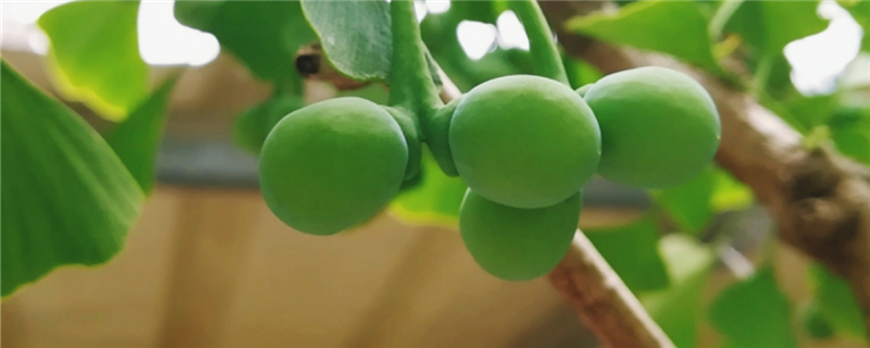 银杏是什么植物 银杏是什么植物