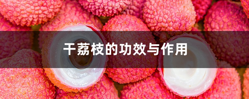 干荔枝的功效与作用 干荔枝的功效与作用