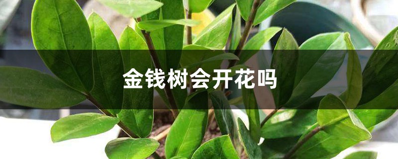 金钱树会开花吗 金钱树会开花吗