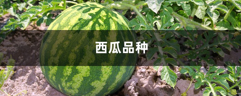 西瓜品种 西瓜品种