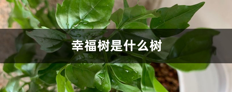 幸福树是什么树 幸福树是什么树