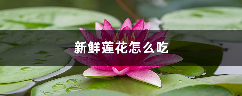 新鲜莲花怎么吃 新鲜莲花怎么吃
