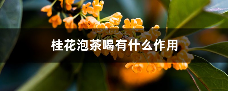 桂花泡茶喝有什么作用 桂花泡茶喝有什么作用
