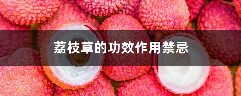 荔枝草的功效作用禁忌 荔枝草的功效作用禁忌