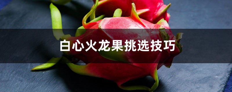 白心火龙果挑选技巧 白心火龙果挑选技巧