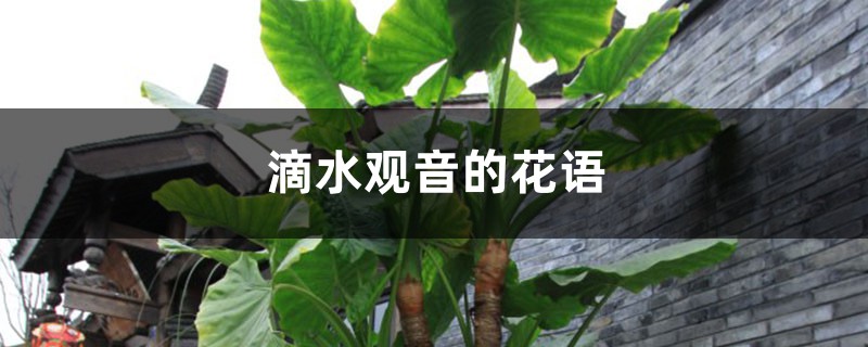滴水观音的花语和寓意 滴水观音的花语和寓意