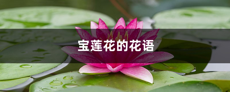 宝莲花的花语和寓意 宝莲花的花语和寓意