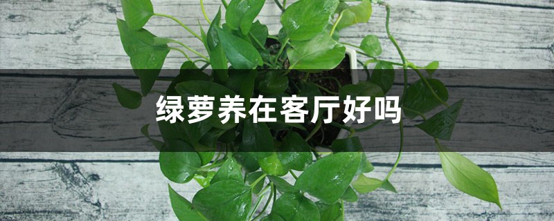 绿萝养在客厅好吗 绿萝养在客厅好吗