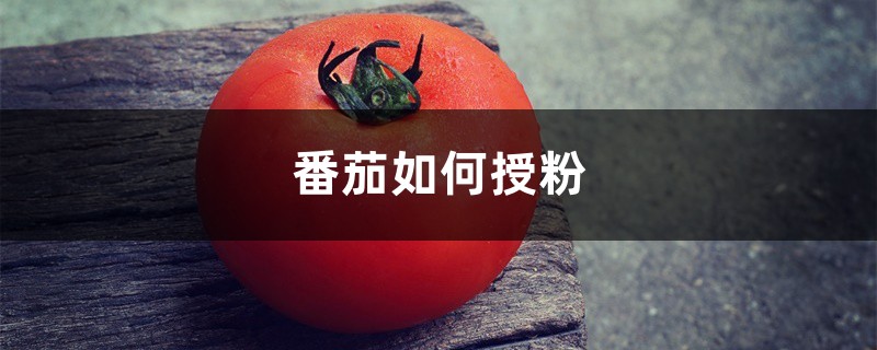 番茄如何授粉 番茄如何授粉
