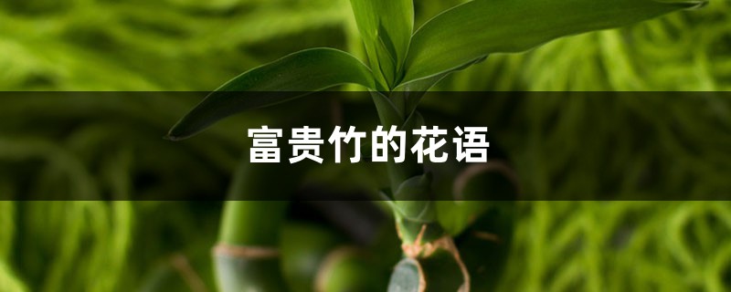 富贵竹的花语和寓意 富贵竹的花语和寓意