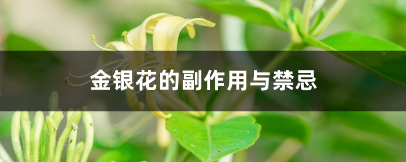 金银花的副作用与禁忌 金银花的副作用与禁忌