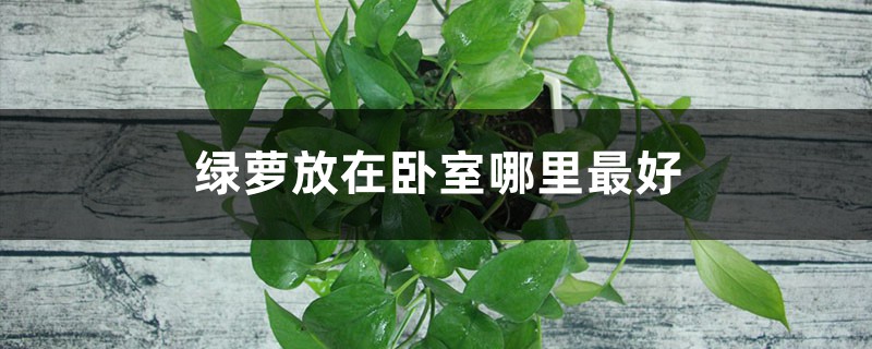 绿萝放在卧室哪里最好 绿萝放在卧室哪里最好
