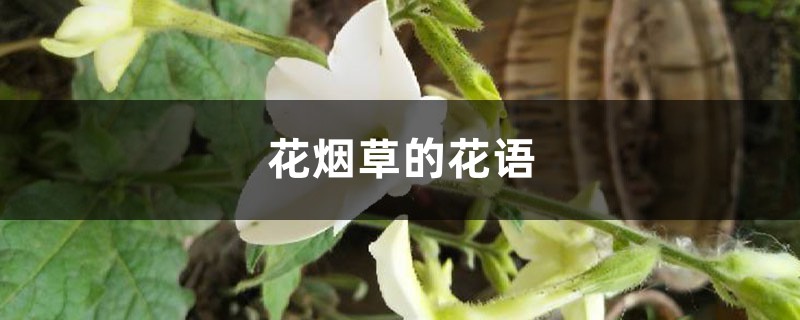 花烟草的花语和寓意 花烟草的花语和寓意