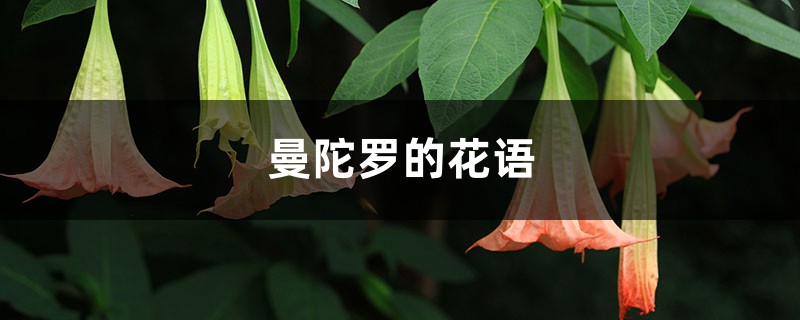曼陀罗的花语和寓意 曼陀罗的花语和寓意