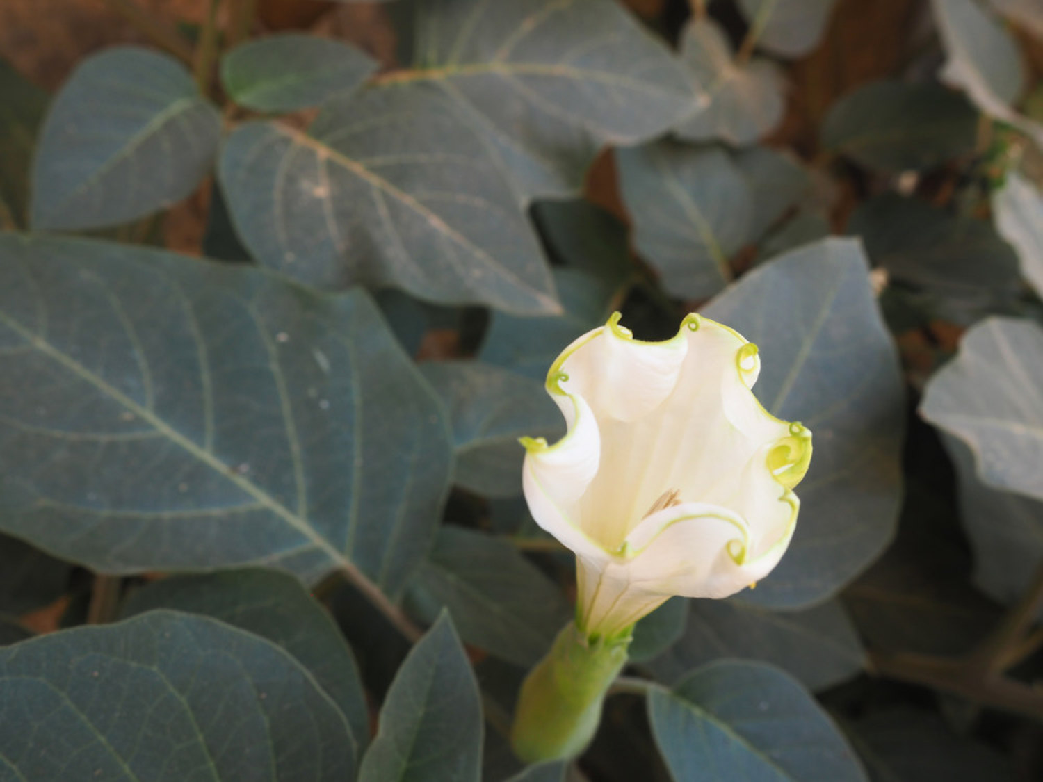木本曼陀罗花有毒吗 木本曼陀罗花有毒吗