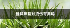 新鲜芦荟对烫伤有用吗