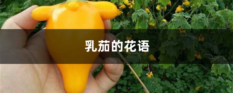 乳茄的花语和寓意 乳茄的花语和寓意