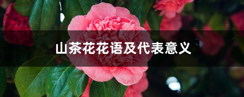 山茶花花语及代表意义 山茶花花语及代表意义