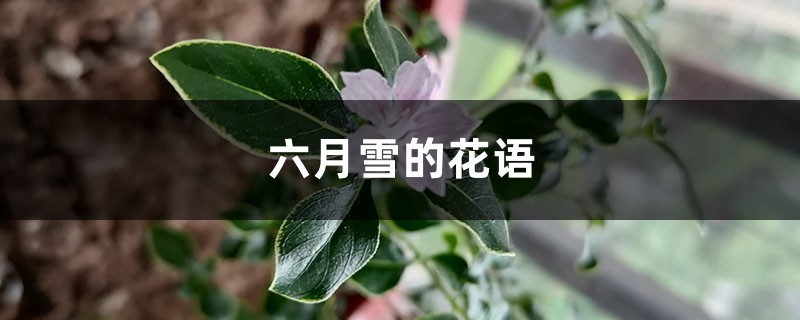 六月雪的花语和寓意 六月雪的花语和寓意