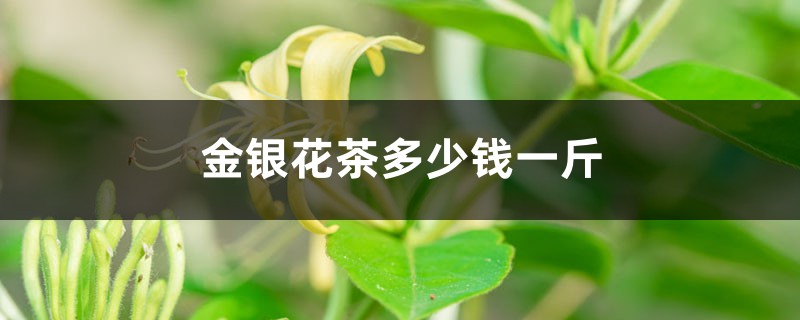 金银花茶多少钱一斤 金银花茶多少钱一斤