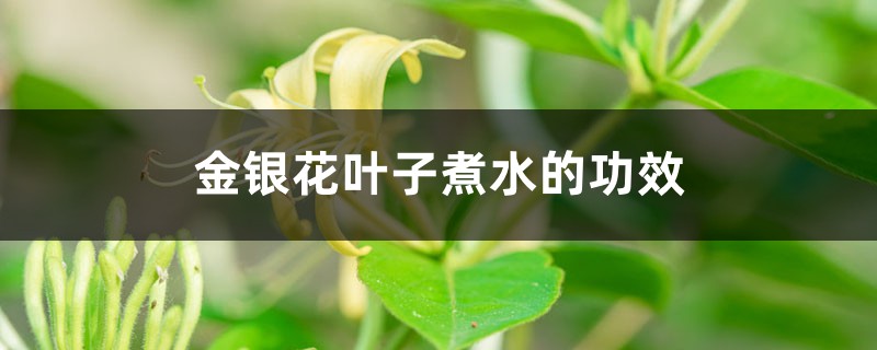 金银花叶子可以煮水吗 金银花叶子可以煮水吗