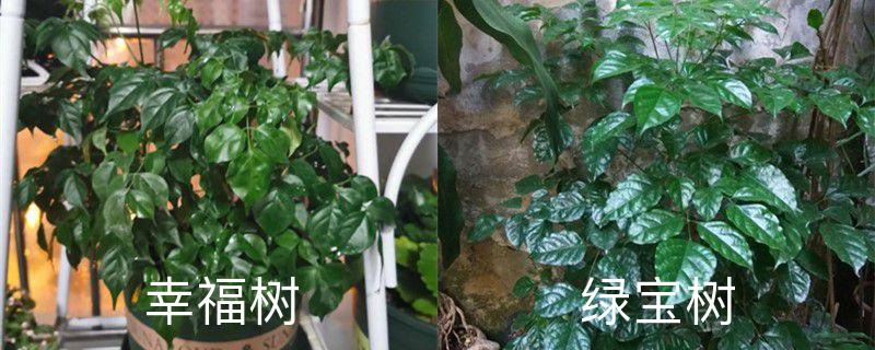 幸福树和绿宝树的区分 幸福树和绿宝树的区分