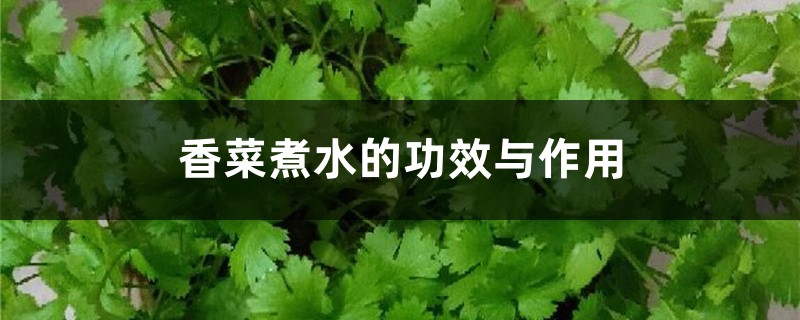 香菜煮水的功效与作用 香菜煮水的功效与作用
