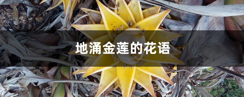 地涌金莲的花语和寓意 地涌金莲的花语和寓意
