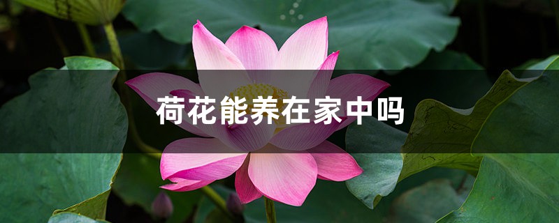 荷花能养在家中吗 荷花能养在家中吗