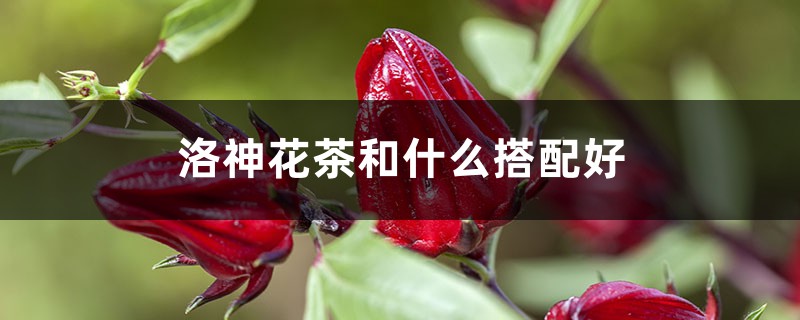 洛神花茶和什么搭配好 洛神花茶和什么搭配好