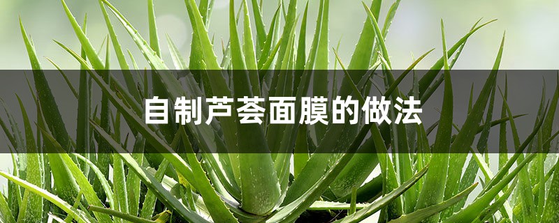 自制芦荟面膜的做法 自制芦荟面膜的做法