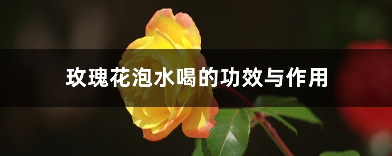 玫瑰花泡水喝的功效与作用 玫瑰花泡水喝的功效与作用