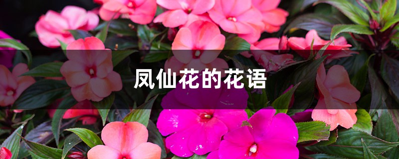 凤仙花的花语和寓意 凤仙花的花语和寓意