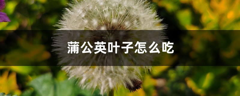 蒲公英叶子怎么吃 蒲公英叶子怎么吃