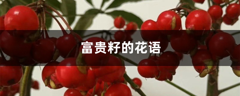 富贵籽的花语和寓意 富贵籽的花语和寓意