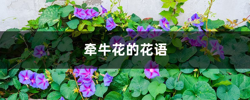 牵牛花的花语 牵牛花的花语