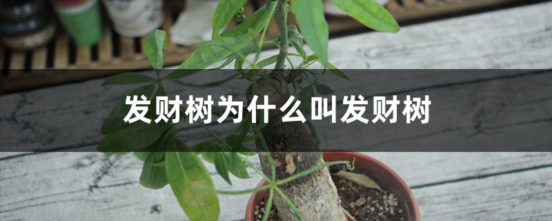 发财树为什么叫发财树 发财树为什么叫发财树