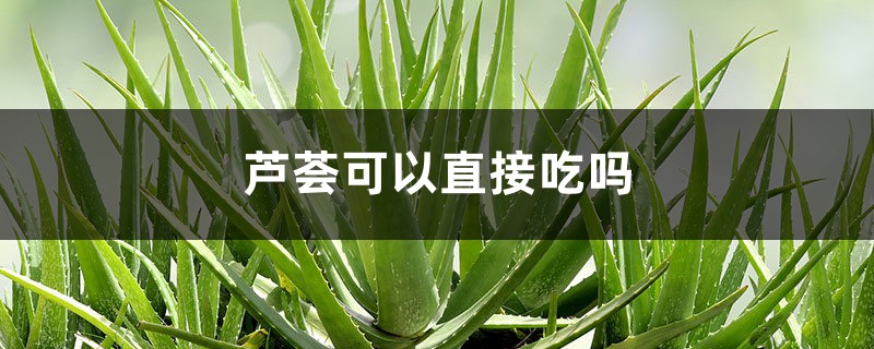 芦荟可以直接吃吗 芦荟可以直接吃吗