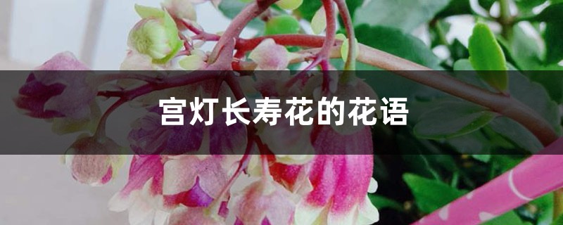 宫灯长寿花的花语和寓意 宫灯长寿花的花语和寓意