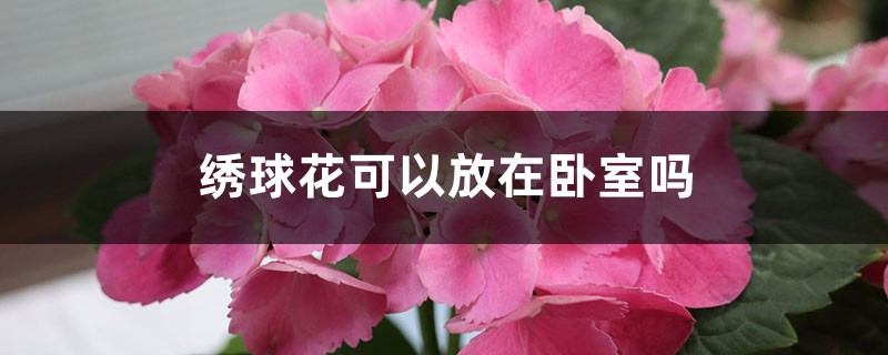 绣球花可以放在卧室吗 绣球花可以放在卧室吗