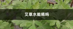 艾草水能喝吗