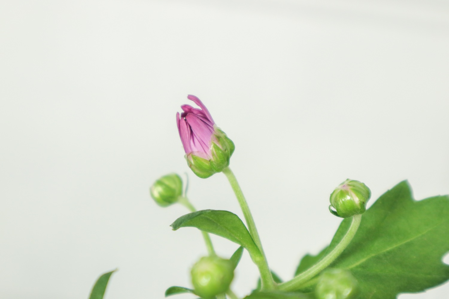 多头菊品种介绍 多头菊品种介绍
