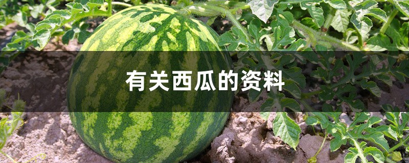 有关西瓜的资料 有关西瓜的资料
