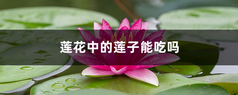 莲花中的莲子能吃吗 莲花中的莲子能吃吗